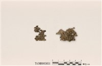 藏品(梅衣屬)的圖片